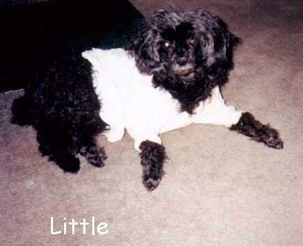 little.jpg